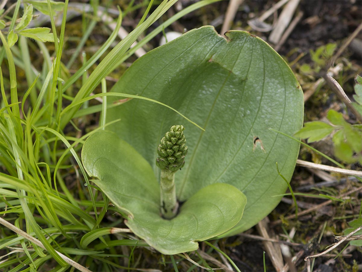 Listera ovata